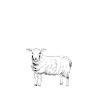 Lamb
